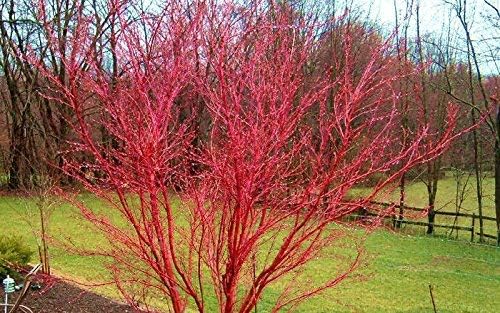 Sango Kaku Coral Bark Japanese Maple Tree - Live Plant - Trade Gallon Pot