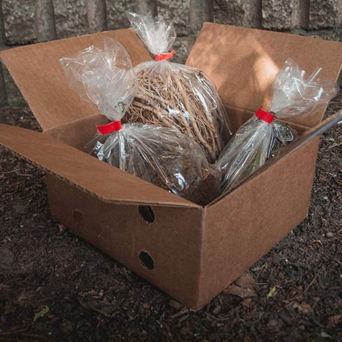 Fantastic Deal - 12 Bare Roots Hosta Plants - Mixed Heart-Shaped Hosta - Rich Green Foliage, Low Maintenance, Heart Shaped Leaves - Indoor and Outdoor