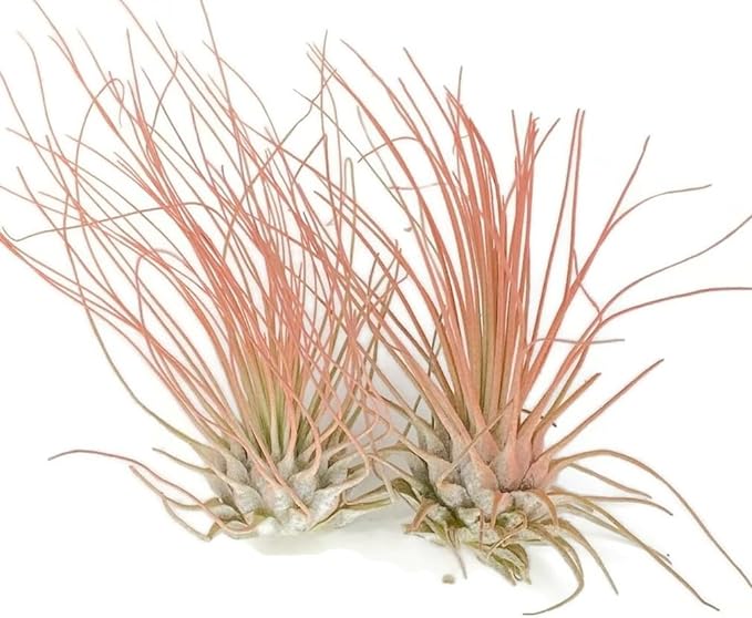Thin Air Plant, Guatemala Tillandsia Live Airplant, Healthy Arrival Guaranteed, Great Indoor Plant, Home Decor & Gift (2 Peach)