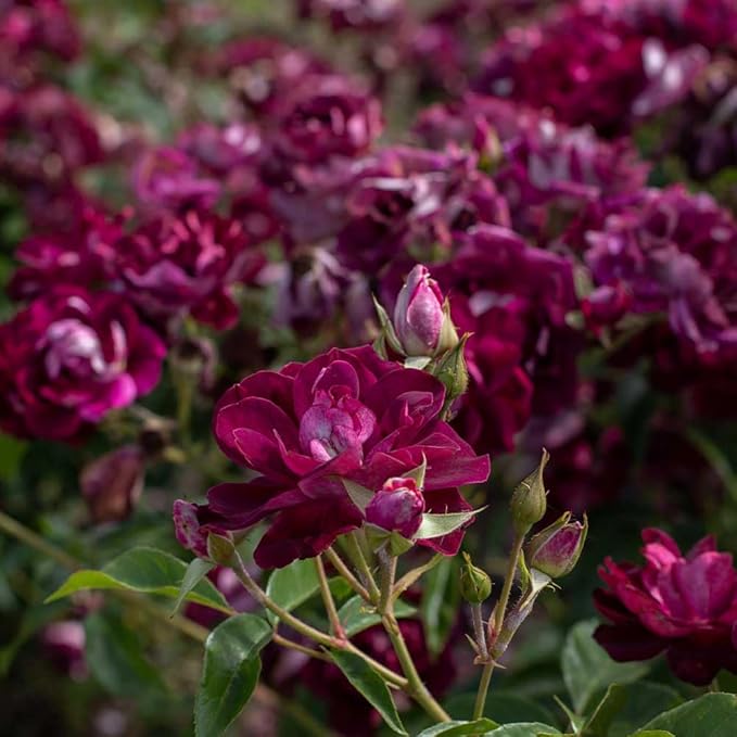 Heirloom Roses Rose Plant - Burgundy Iceberg™ Purple Rose Bush, Shrub Live Plant for Planting Outdoors