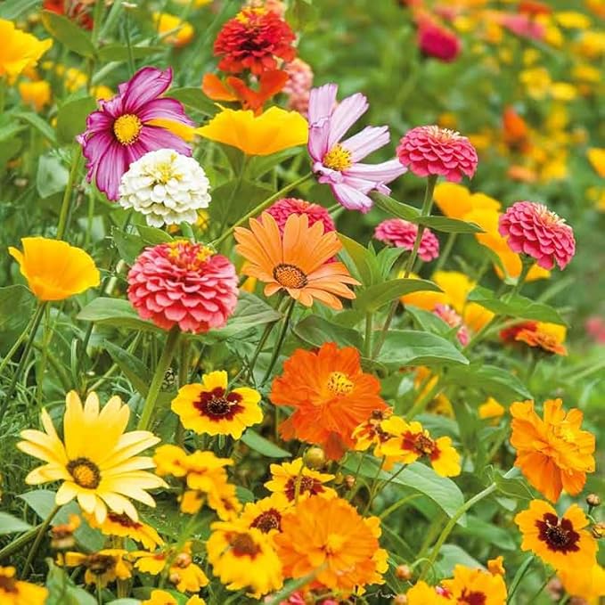 Eden Brothers Orange Sherbet Flower Mixed Seeds for Planting, 5 lb, 2,400,000+ Seeds with Cosmos Picotee, Bright Lights | Attracts Pollinators, Plant in Spring or Fall, Zones 3, 4, 5, 6, 7, 8, 9, 10
