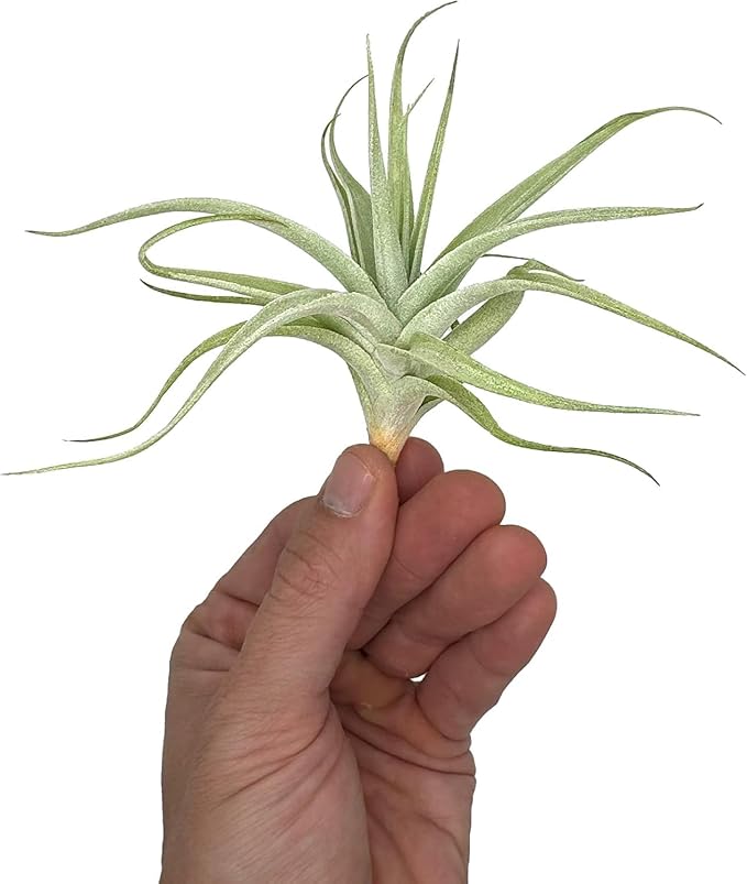 Live Air Plants - Tillandsia Albida 3-5" - 2ct – ragnaroc Live Indoor Plant - Live Arrival Guaranteed - House Plants for Home Decor & Gift