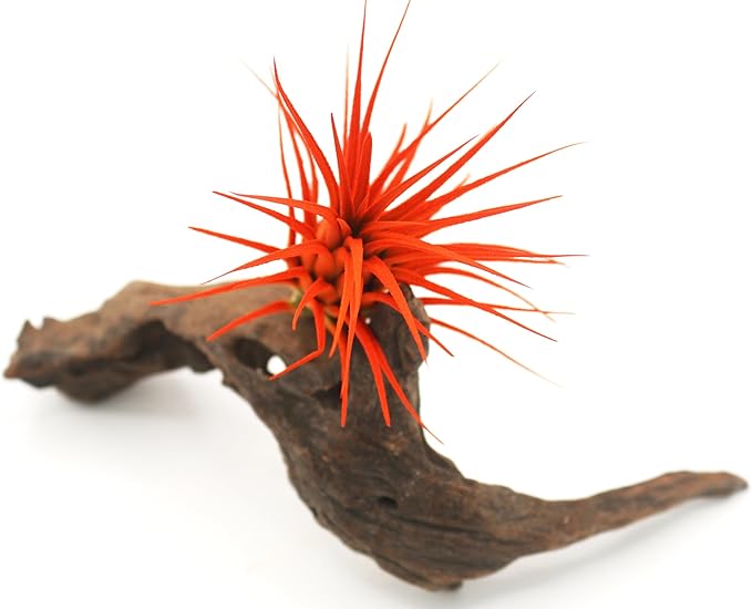 Live Extra Large Tillandsia Ionantha Guatemala Colorful Air Plant 3+ inch Enhanced Color Easy Care Indoor Outdoor Home Decor Gift Airplant by Awesome Industries (Orange XL)