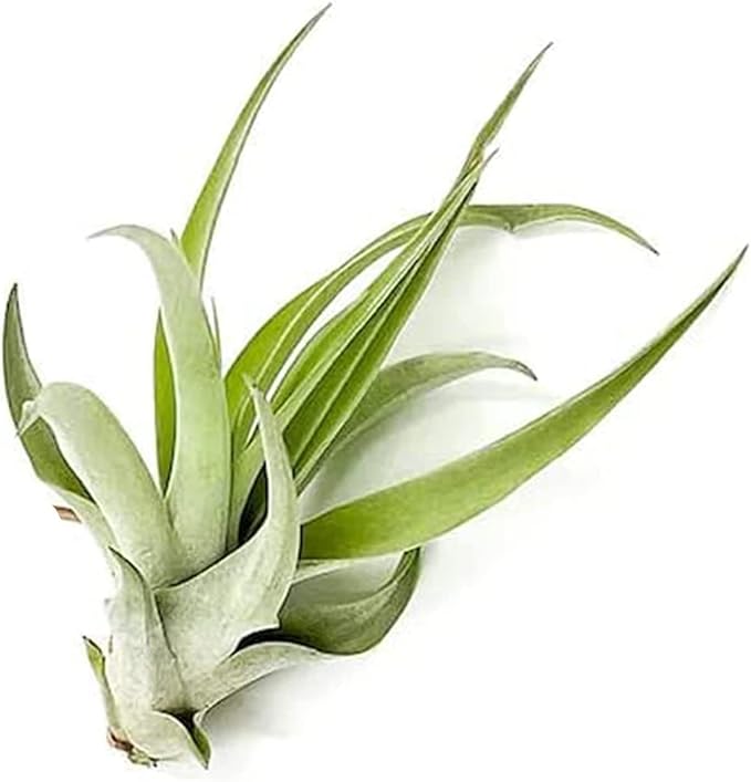 Air Plants - Tillandsia Capitata (Peach), Large 5-7” - 5 ct - Live Arrival Guaranteed - House Plants for Home Decor & Gift