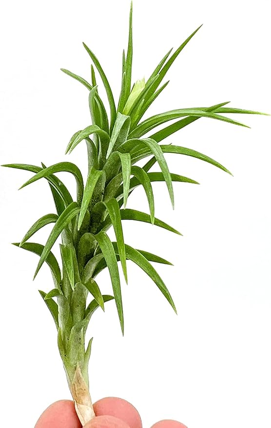Live Air Plants – Tillandsia Araujei, Large 5” – 2ct – Live Arrival Guaranteed – House Plants for Home Décor & Gift