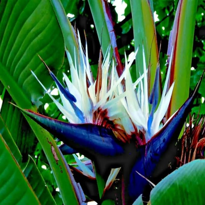 Bird of Paradise - White - Strelitzia Nicholai. (4 White BoP in Cup)