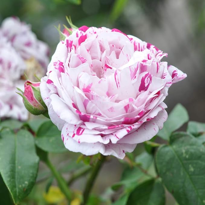 Heirloom Roses Rose Bush - Variegata di Bologna Live Purple Plant for Outdoor Planting