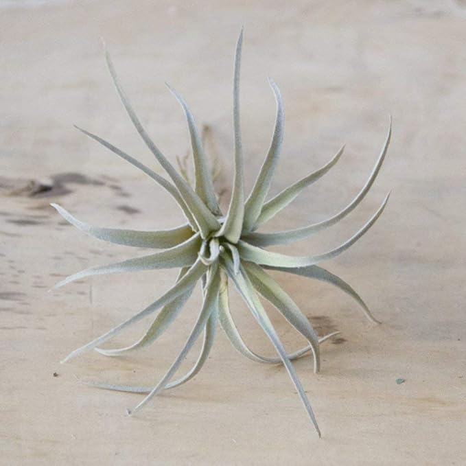 CHIVE Artificial Air Plants — Bulk Set of 5, Medium — Ultra Realistic Fake Tillandsia Bromeliad Plants — Decorative Faux Succulents for Home & Office Decor — No Care Needed!