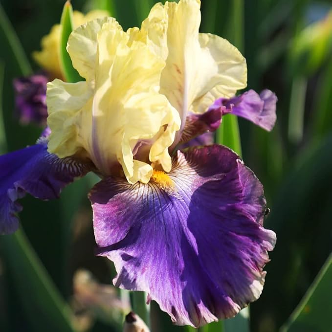 Jurassic Park Reblooming Bearded Iris - Grows Year After Year - Perennial, Fragrant & Great for Cut Floral Arrangements - Easy to Grow Fall Planting Bulbs by Willard & May