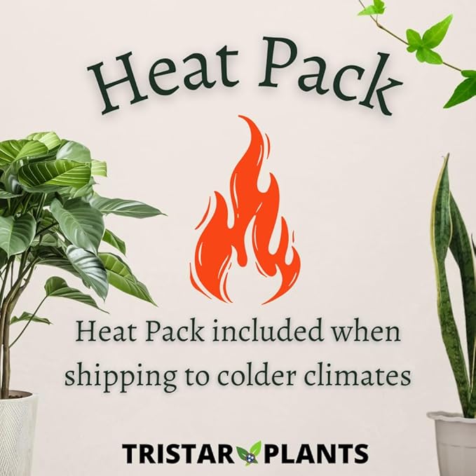 TriStar Plants - Thanksgiving Cactus - 4" inch Pot, Fasle Christmas Cactus, Easter Cactus, Holiday Plant, Winter Flowers, Christmas Plants, Winter Blooms (Red)