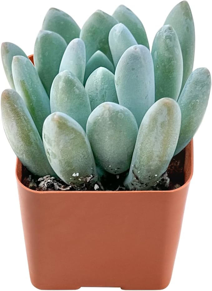 Live Succulent x Pachyveria 'Clavifolia', Approx 2-inch Large, Potted Succulents, Fully Rooted, Easy Care House Plants
