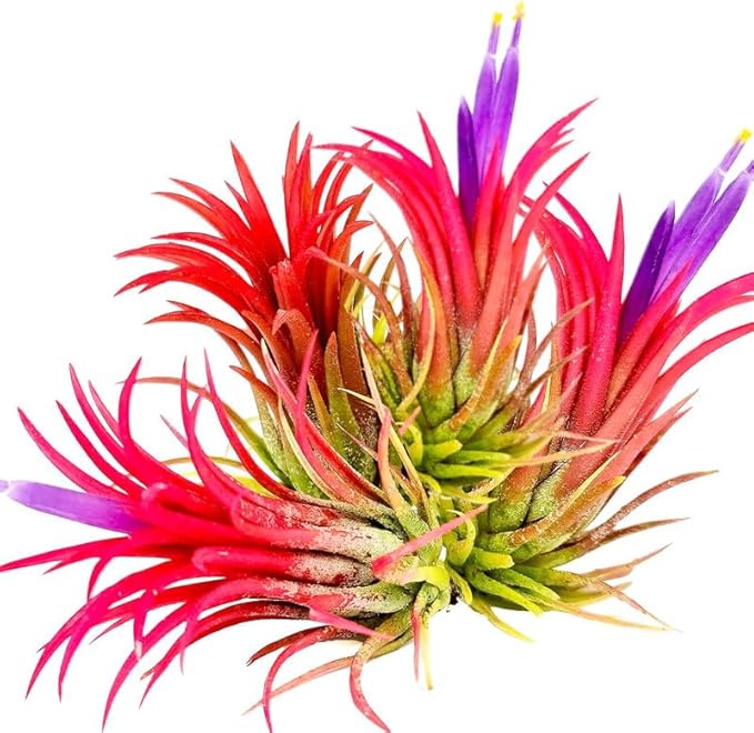 Air Plants, Tillandsia Air Plants Live Houseplants for Garden, 14 Red Lonantha Tillandsia Plant, Air Plant for Planting, 2 to 3 Inc Long