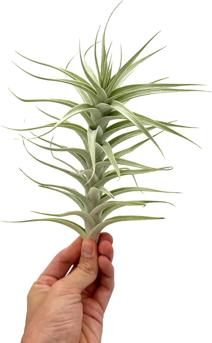 Live Air Plants - Tillandsia Albida 7-12" - 2ct – ragnaroc Live Indoor Plant - Live Arrival Guaranteed - House Plants for Home Decor & Gift