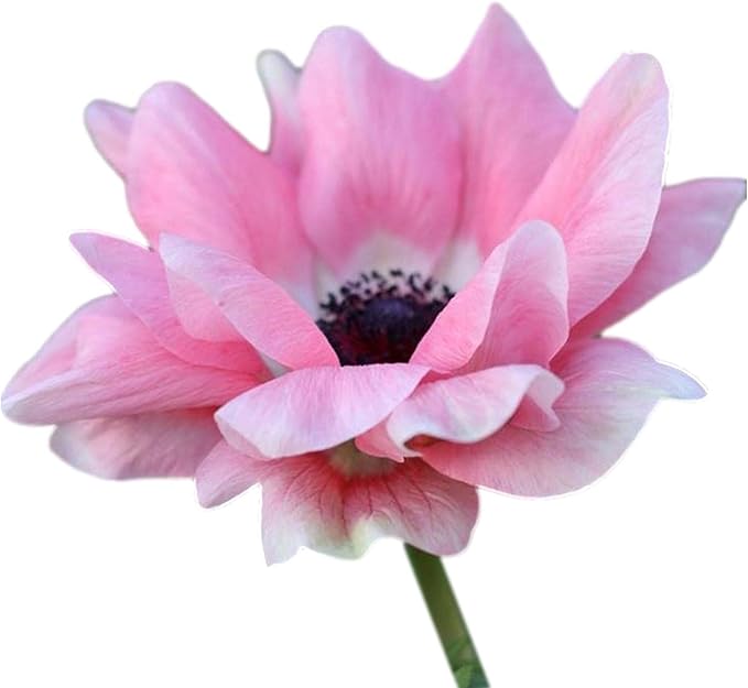 Easy to Grow Anemone Italian Mistral Rosa Chiaro - 10 Plant Bulbs, Light Pink Flowers in Spring Gardens Full Sun