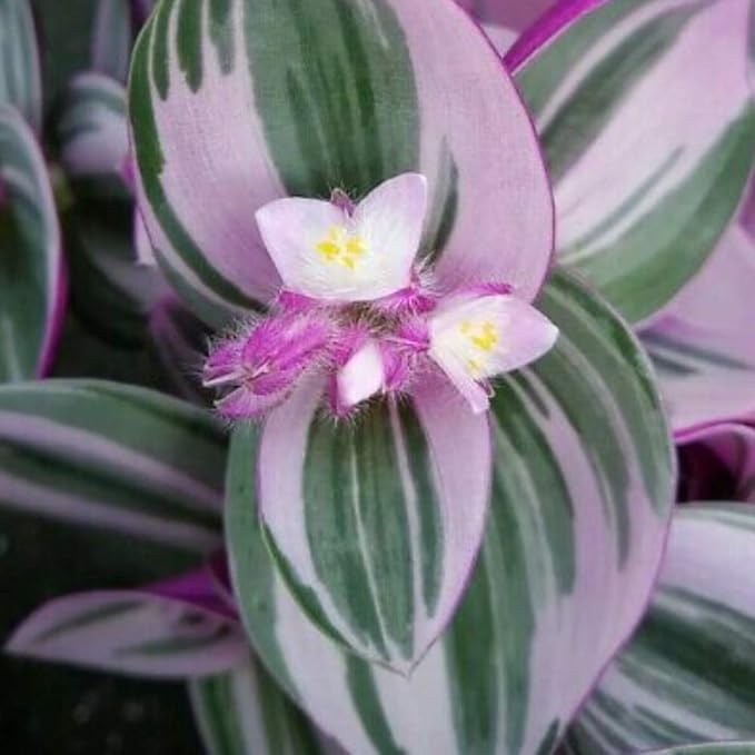 Rare Nanouk Pink Tradescantia - 2.5" Pot - Collector's Series