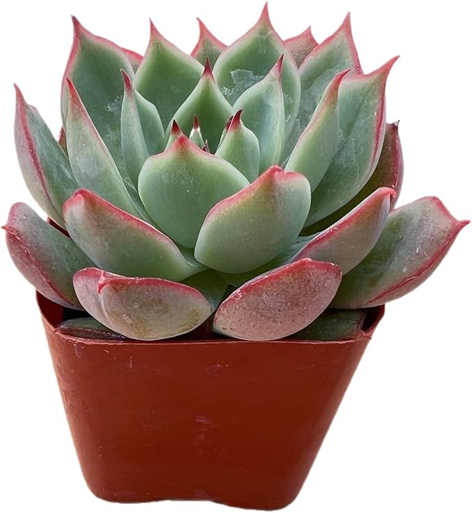 2" Rare Succulent Echeveria 'Yeon-Deung', Live Succulents Plants Fully Rooted in Grower Pots, Unique Gift for Wedding Favor, Party Favor