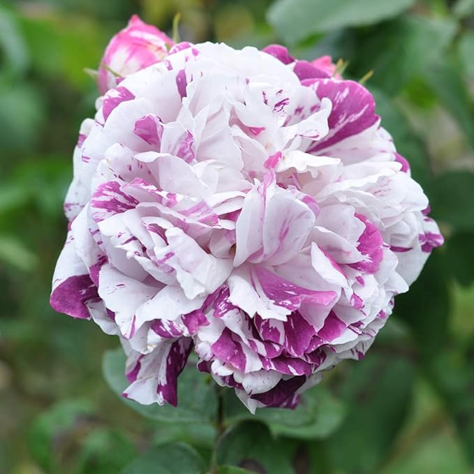 Heirloom Roses Rose Bush - Variegata di Bologna Live Purple Plant for Outdoor Planting