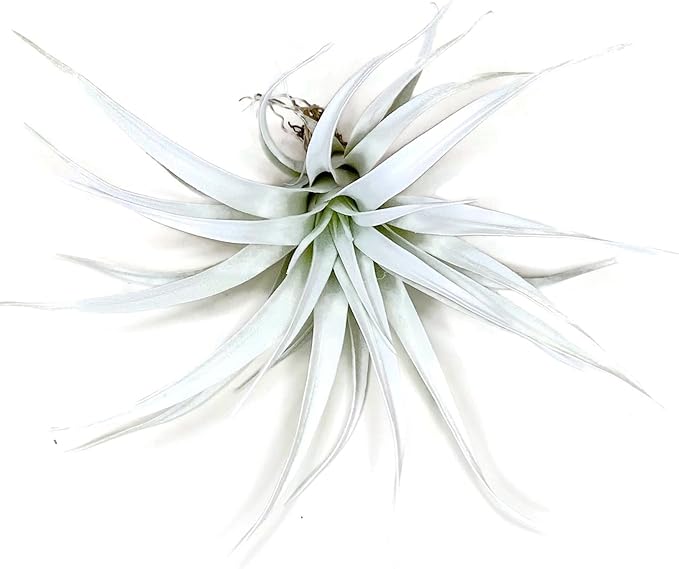 Colored Capitata Air Plant, Tillandsia, Airplant, Air Purification, House Plant, Home Decor & Gift, Live Plant (White)