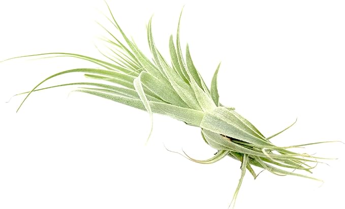 Live Air Plant - Tillandsia Gardneri 5-7” - 2ct - ragnaroc Rare Collectors Indoor Tropical Plant - Live Arrival Guaranteed - House Plants for Home Decor & Gift