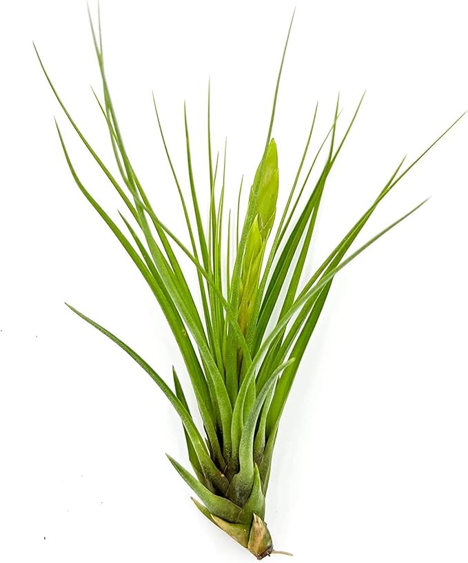 Air Plants - Flowering Tillandsia Melanocrater Tricolor, Large 5" - 1ct - Live Arrival Guaranteed - House Plants for Home Decor & Gift