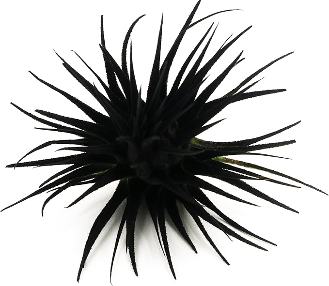 Live Extra Large Tillandsia Ionantha Guatemala Colorful Air Plant 3+ inch Enhanced Color Easy Care Indoor Outdoor Home Decor Gift Airplant by Awesome Industries (Black XL)