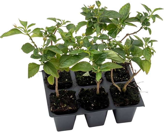6 Dallas Red Lantana | Live Plants in 2.5-inch Nursery Cubes | Lantana Camara 'Dallas Red' Variety | Hardy Evergreen Perennial Shrub | Fiery Vibrant Blooms for Home & Garden