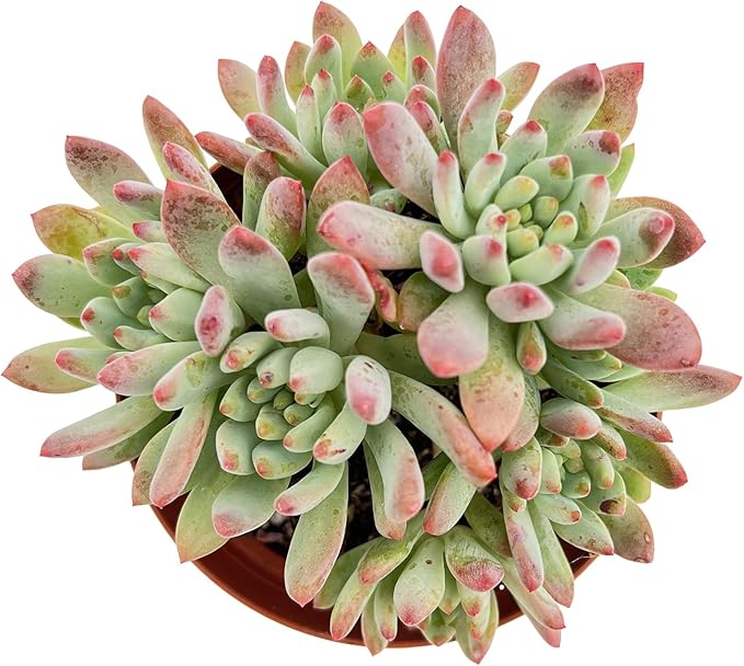 Live Succulent Plants Echeveria 'Blue Apples', Easy Care Potted Succulents, Approx 4" D x 4" H, Indoor Houseplant, Unique Gifts, Home Office Décor