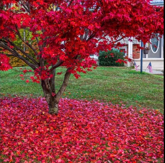 Red Japanese Maple Trees 2-Pack – Live Plants, 2-3 Ft Tall, Stunning Foliage
