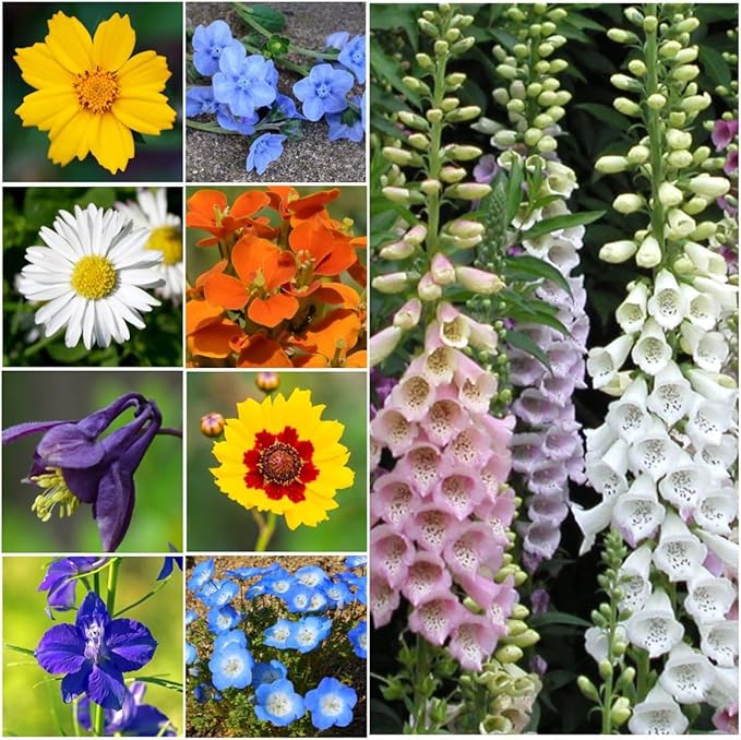 Seed Needs Partial Shade Wildflower Seed Mix for Planting | 5 Packs (1 Ounce Each) 14+ Varieties Open Pollinated Annual & Perennial Species | Flower Seeds Shade Tolerant | Bulk