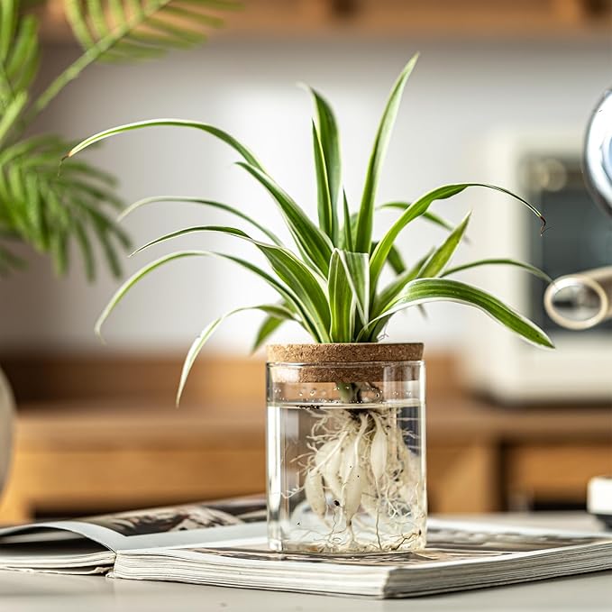 Glass Plant Propagation Stations for Plants – Set of 4(2 Large & 2 Small) Hydroponic Vases for Plant Cuttings,Flower Arrangements, Home & Office Decor–Desktop Vases for Living Room, Bedroom (4)
