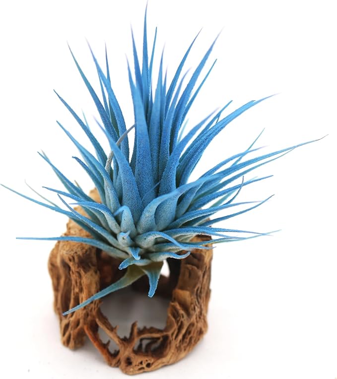 Live Extra Large Tillandsia Ionantha Guatemala Colorful Air Plant 3+ inch Enhanced Color Easy Care Indoor Outdoor Home Decor Gift Airplant by Awesome Industries (Light Blue XL)