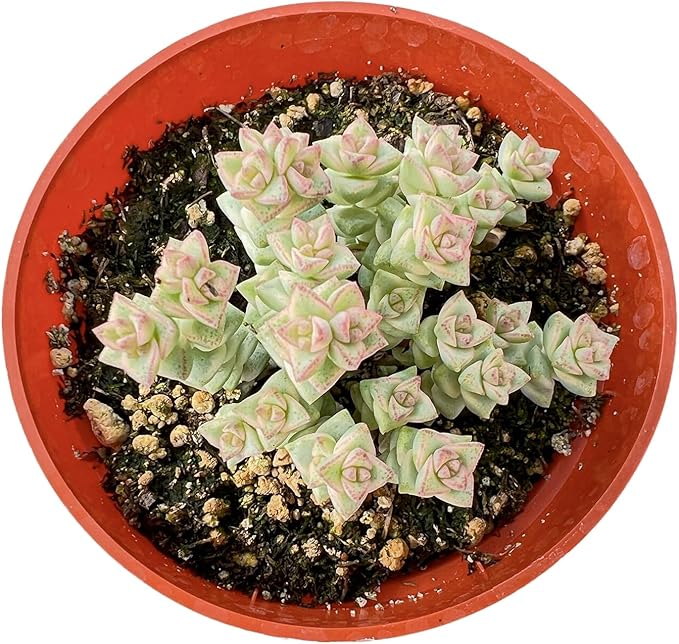Live Succulent Plants Crassula 'Tom Thumb' Variegated, Easy Care Potted Succulents, Approx 4" D x 4" H, Indoor Houseplant, Unique Gifts, Home Office Décor