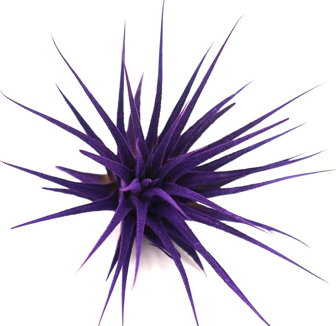 Dyed Tillandsia Ionantha Guatemala Enhanced Colored Colorful Air Plant Live Easy Care Indoor Outdoor Home Decor Gift Airplant by Awesome Industries Live Arrival Guaranteed (Purple)