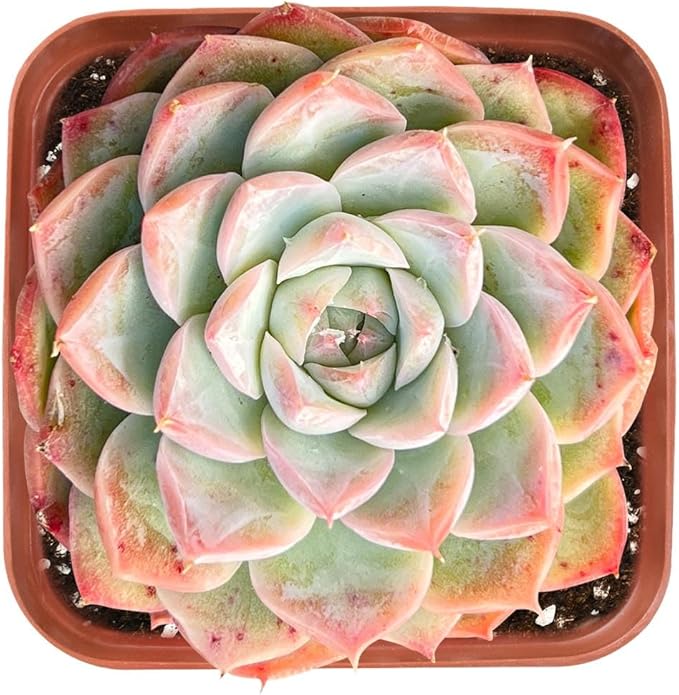 Live Succulent Echeveria 'Red Line Queen', Approx 2-inch Large, Potted Succulents, Fully Rooted, Easy Care House Plants