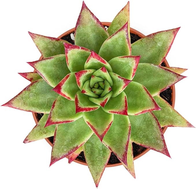 4-inch Succulent Echeveria agavoides 'Lipstick', Live Succulents Plants Fully Rooted in Pots with Soil, Easy-Care House Plants for DIY, Home Office Decoration
