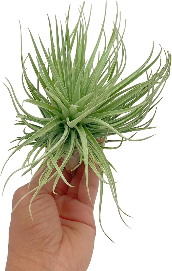 Air Plants - Flowering Tillandsia Rose BAER, Large 5" - 3ct - Live Arrival Guaranteed - House Plants for Home Decor & Gift