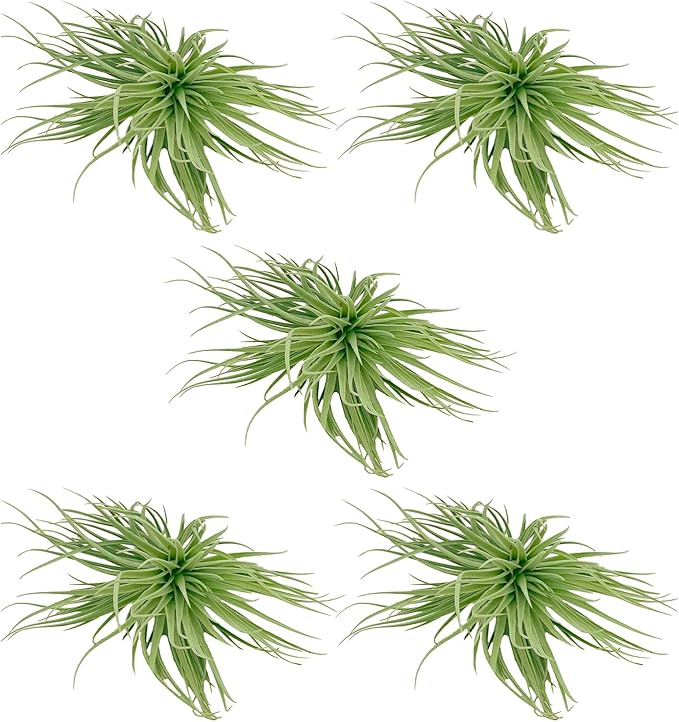 Air Plants - Flowering Tillandsia Rose BAER, Large 5" - 5ct - Live Arrival Guaranteed - House Plants for Home Decor & Gift