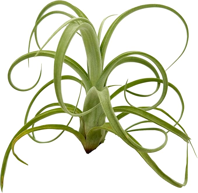 Live Air Plants - Tillandsia Curly Slim Jumbo – 1 Count 5-9 inches – Ideal for Gifts & Presents, Live Indoor Plants & Live House-Plants – Live Plants for Home décor, 30 Day Guarantee