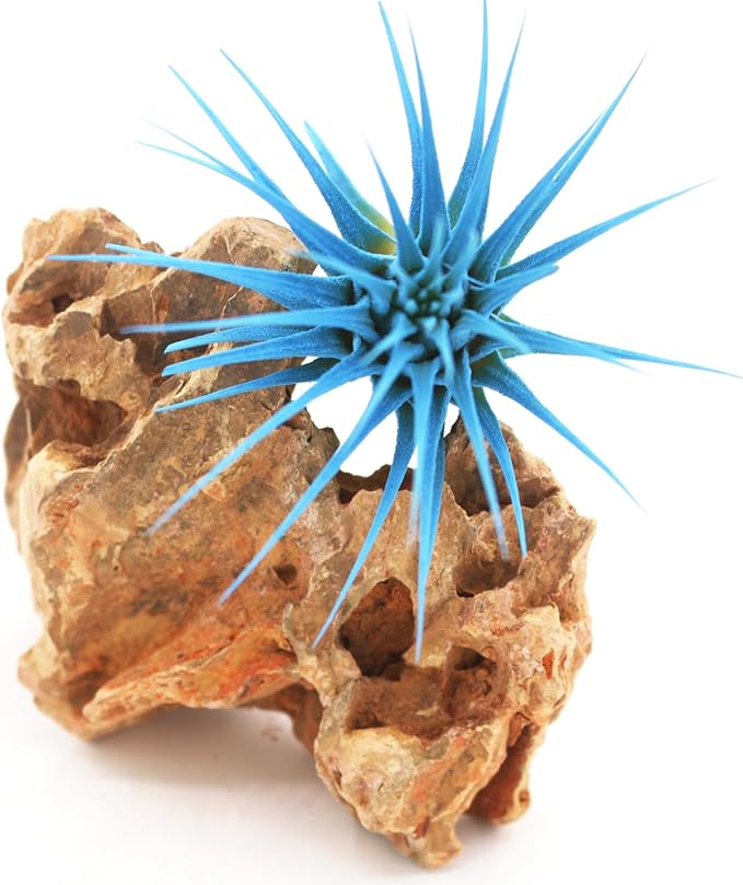 Dyed Tillandsia Ionantha Guatemala Enhanced Colored Colorful Air Plant Live Easy Care Indoor Outdoor Home Decor Gift Airplant by Awesome Industries Live Arrival Guaranteed (Light Blue)