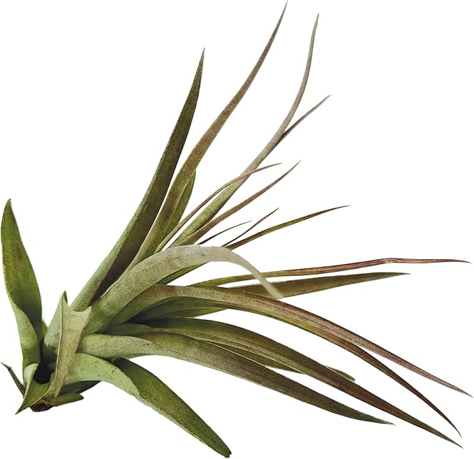 Air Plants - Tillandsia Brachycaulos Multiflora, Jumbo 5-7" - 2 ct - Live Arrival Guaranteed - House Plants for Home Decor & Gift