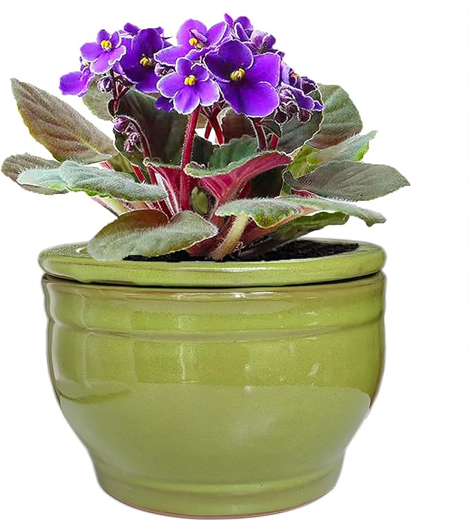 African Violet Pots Self Watering Round Ceramic Violet Pot (Green, 6 inch)