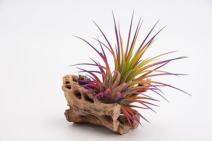 Live Extra Large Tillandsia Ionantha Guatemala Colorful Air Plant 3+ inch Enhanced Color Easy Care Indoor Outdoor Home Decor Gift Airplant by Awesome Industries (Sunset XL)