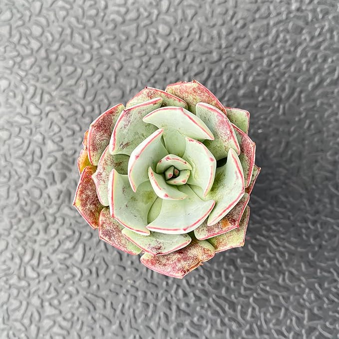 Live Succulent Echeveria 'Strictiflora VAR. Novas', Approx 2-inch Large, Potted Succulents, Fully Rooted, Easy Care House Plants