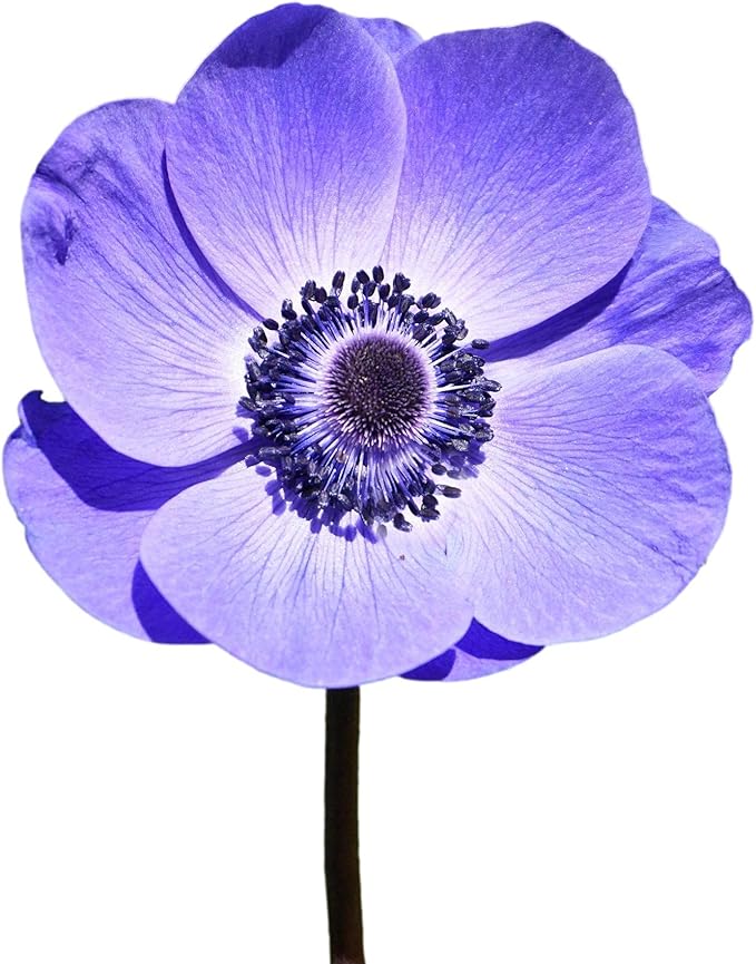 Easy to Grow Anemone Italian Mistral Plus Blu - 10 Plant Bulbs, Blue-Violet Flowers in Spring Gardens Full Sun