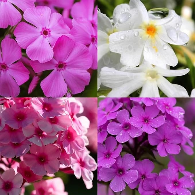 1000+ Phlox Seeds for Planting - Phlox Popstars Seeds Perennial Ground Cover Plants- Annual Flower for Home Garden