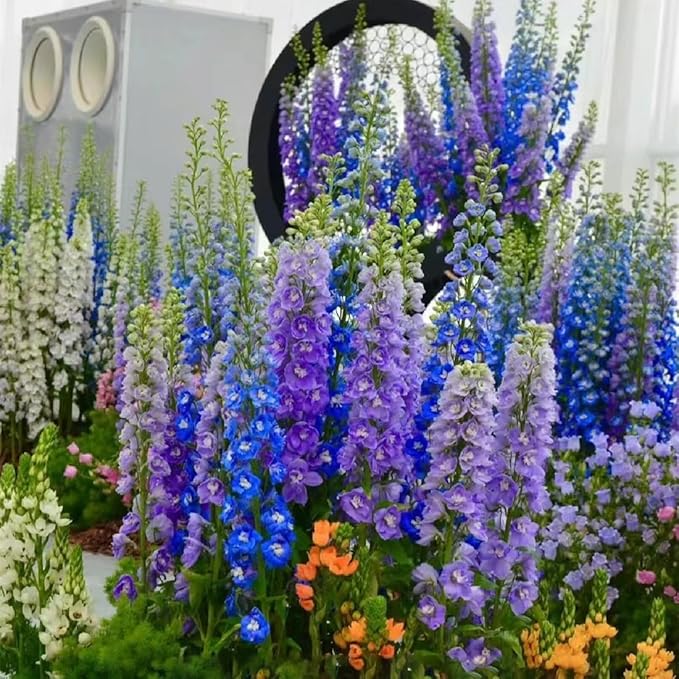 Consolida Ajacis Larkspur Flower Seeds Pack of 500+ Flower Seeds for Planting
