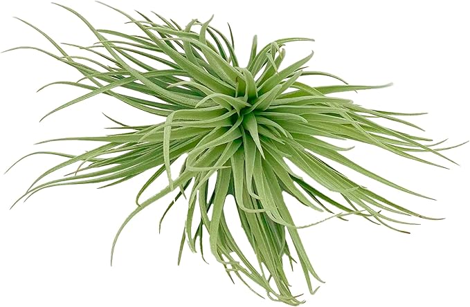 Air Plants - Flowering Tillandsia Rose BAER, Large 5" - 1ct - Live Arrival Guaranteed - House Plants for Home Decor & Gift
