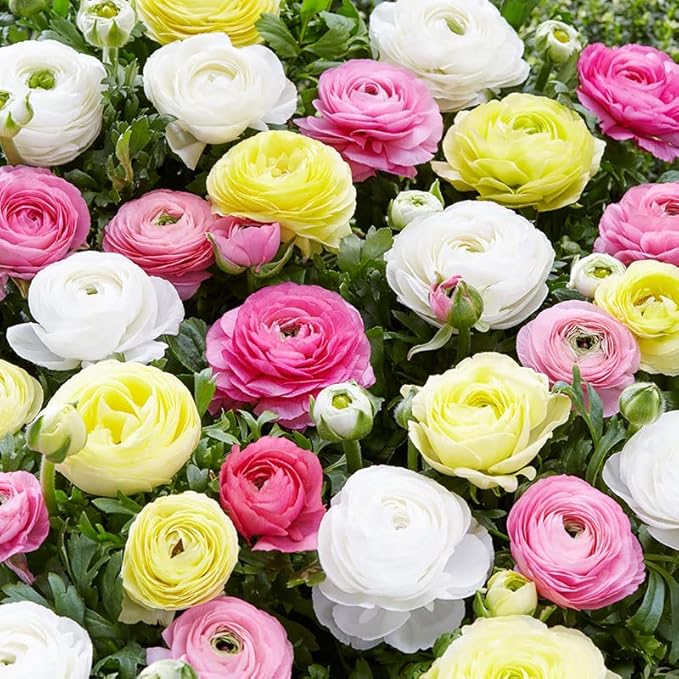 25 Pastel Mixed Ranunculus Bulbs for Planting - Buttercup Color Mix Value Bag - Plant in Gardens, Borders & Flowerbeds - Easy to Grow Fall Flowers Bulbs by Willard & May