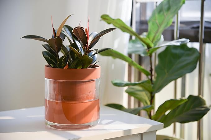 Phoenix Vine 6 Inch Self Watering Planter Pot, Terracotta Clay Pot with Glass Reservoir for Indoor Plants, Herbs, Flowers, Set of 2, 52-A-F-2