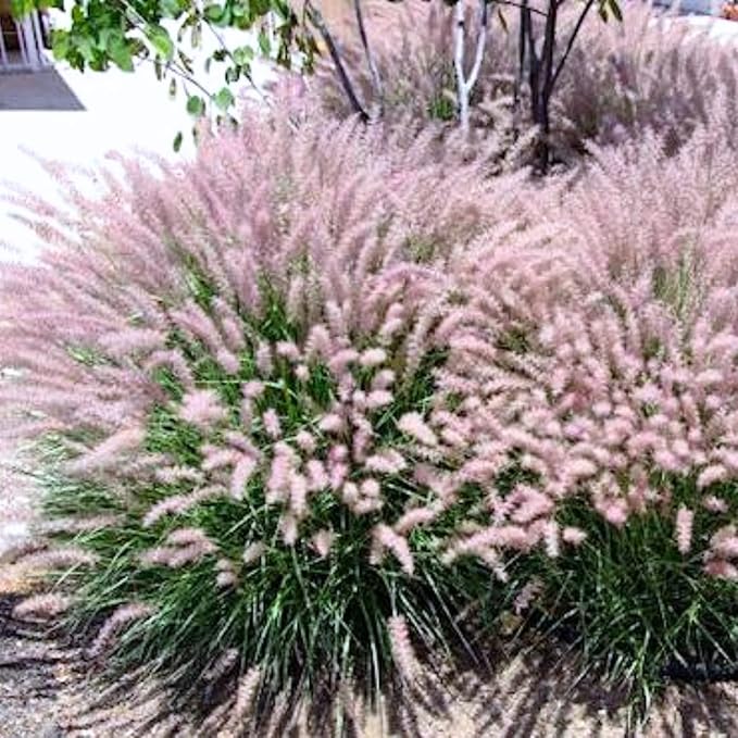 Pack 3 Fountain Grass Plants Live, 5-9 Inch Tall, Ornamental Grasses Live Plants Perennial, Well-Rooted Perennial Grass Clumps (Pink Rose Fountain Grass)
